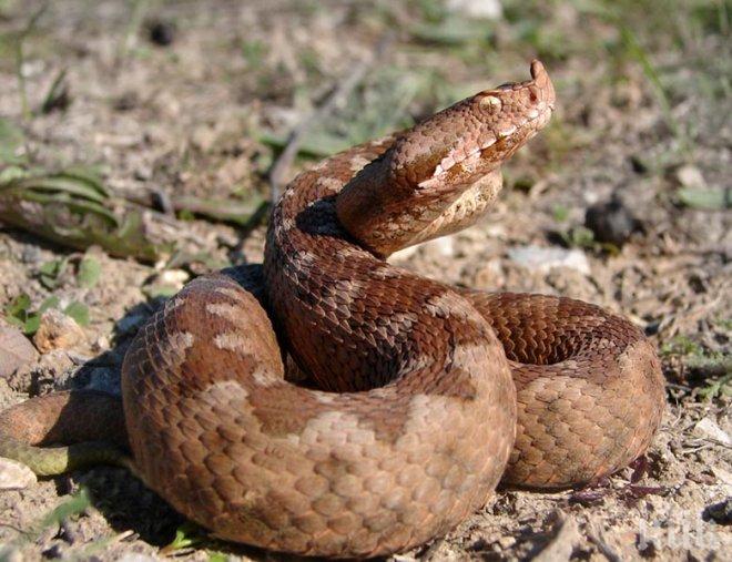 Ужас! Змия излезе на припек в Дунавския парк на Силистра