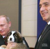 Кучето Бъфи грейна на календара на Путин за 2016 г. (видео)
