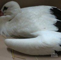 Щъркел с чуждестранни пръстени на гости в село Свобода, Чирпанско