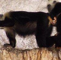 2016 е годината на Маймуната 