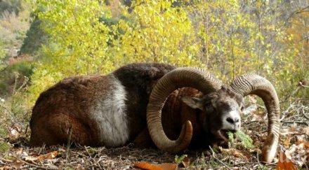 ваксинираха 000 животни син език област силистра