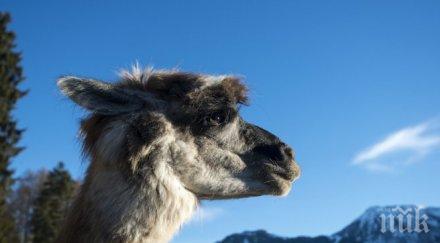 лама роди зоокъта пазарджик