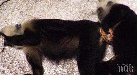 2016 годината маймуната