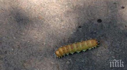 гъсеници изсушават боровата гора казанлък