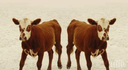 доброволци дариха близо 500 килограма храна бездомни животни