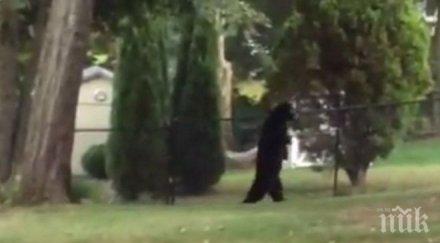 интернет полудя ходеща два крака мечка снимка