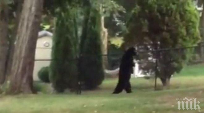 Интернет полудя по ходеща на два крака мечка (снимка)