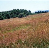 Държавата продала гора за 0,14 лв. на кв. м.