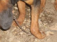 Мъж нападна и наръга 7 пъти куче в София
