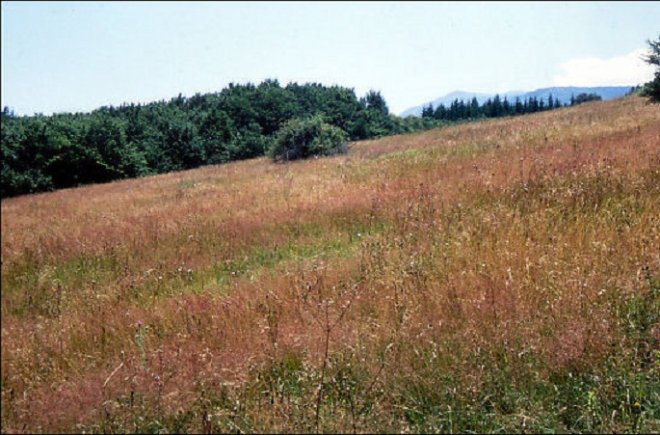 Държавата продала гора за 0,14 лв. на кв. м.