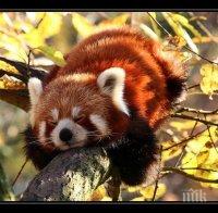 Червена панда – беглец вдигна накрак Япония