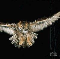 Агресивен бухал погна правителствени служители