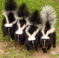 Вече без порове за домашни любимци във Финландия