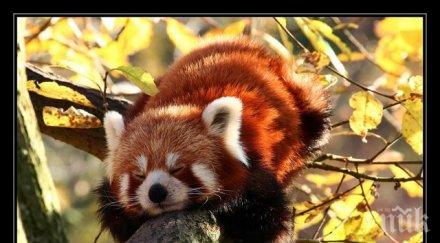 червена панда беглец вдигна накрак япония