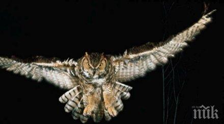 агресивен бухал погна правителствени служители