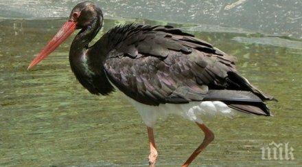 щъркел чуждестранни пръстени открит чирпанско село