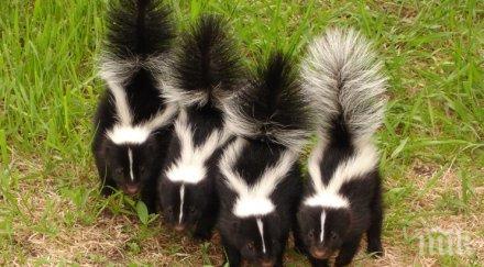 вече без порове домашни любимци финландия