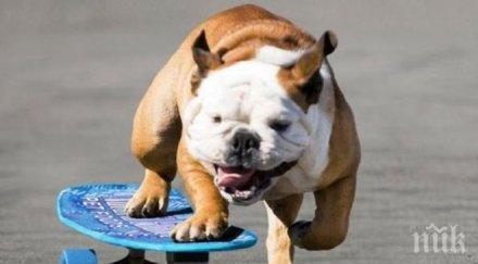 невероятно вижте булдог кара скейборд видео