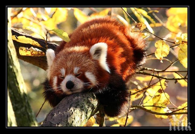 Червена панда – беглец вдигна накрак Япония