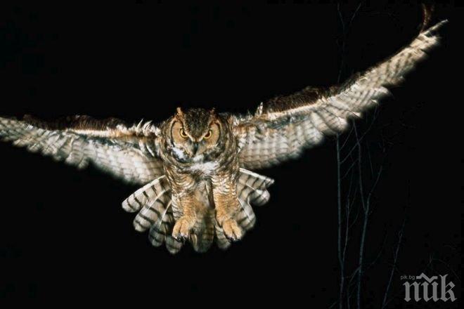 Агресивен бухал погна правителствени служители