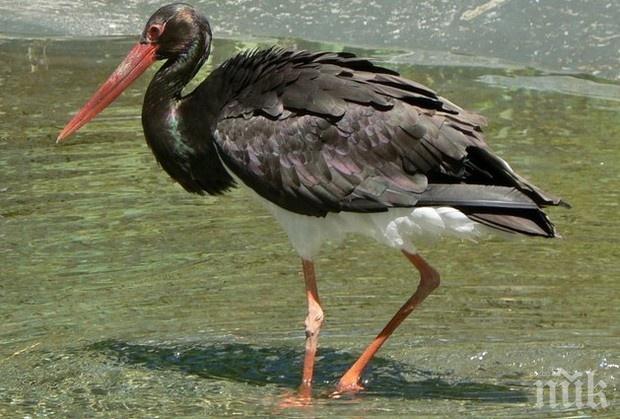 Щъркел с чуждестранни пръстени бе открит в чирпанско село