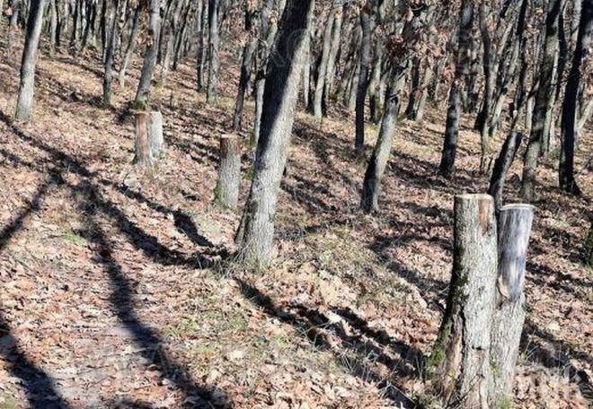 Бракониери с резачки нападнаха Кенана