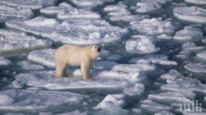Температурите на Северния полюс са се качили над нулата