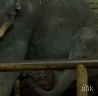 Навръх Нова година малко слонче донесе радост в зоопарка в Берлин (видео)