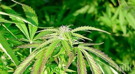 изхвърлиха отбор аматьорите заради употреба екстази марихуана