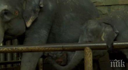 навръх нова година слонче донесе радост зоопарка берлин видео