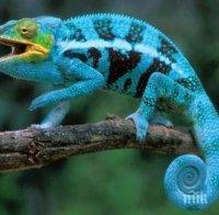 Рекорд! Хамелеон изстрелва езика си със скорост 2590.8 метра в секунда