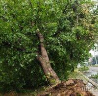 Криминално проявени изсякоха крайпътни дървета до Караново