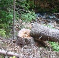 Мъж отнесе 3 месеца условно и 2500 лв. глоба за незаконна сеч