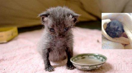 жена намери бездомно новородено коте порой върна живота