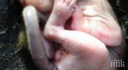 накани работи градината намери уникално събитие