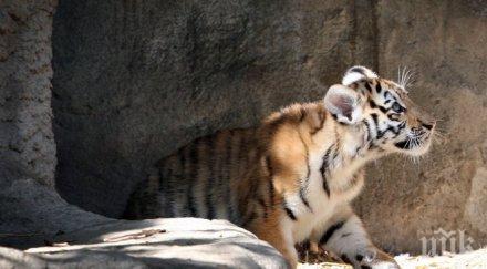 намериха умиращо глад тигърче приморския русия