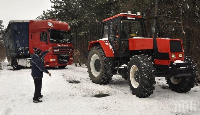 ПИК TV: Датски ТИР с говеда закъса преди село Стамболийски
