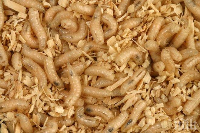 Откриха нов вид червеи с пет лица