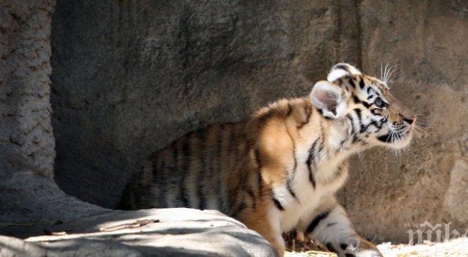 Намериха умиращо от глад тигърче в Приморския край на Русия