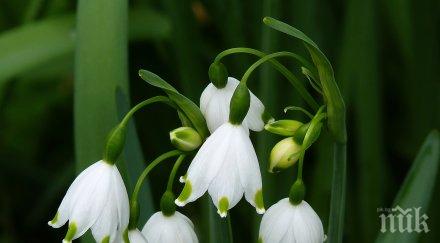 изпълняват условията концесията добив блатно кокиче