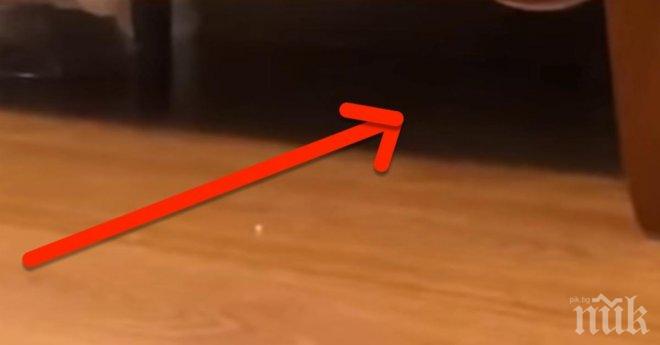 Гледай внимателно! Пухкавата атака идва след 5 секунди! 