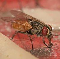 Учени слагат малки 3D очила на богомолки, за да докажат, че имат триизмерно зрение