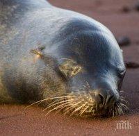 Кораб се блъсна в кит край бреговете на Южна Корея, четирима души са пострадали
