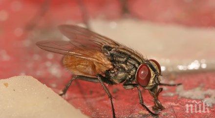 учени слагат малки очила богомолки докажат имат триизмерно зрение