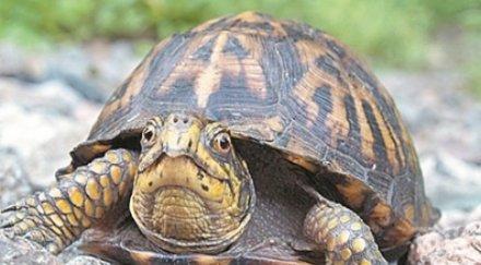 еколозите нов удар мътят яйца костенурки милион лева