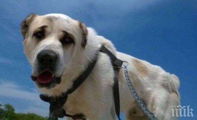 Дарение получи Приюта за кучета във Велико Търново