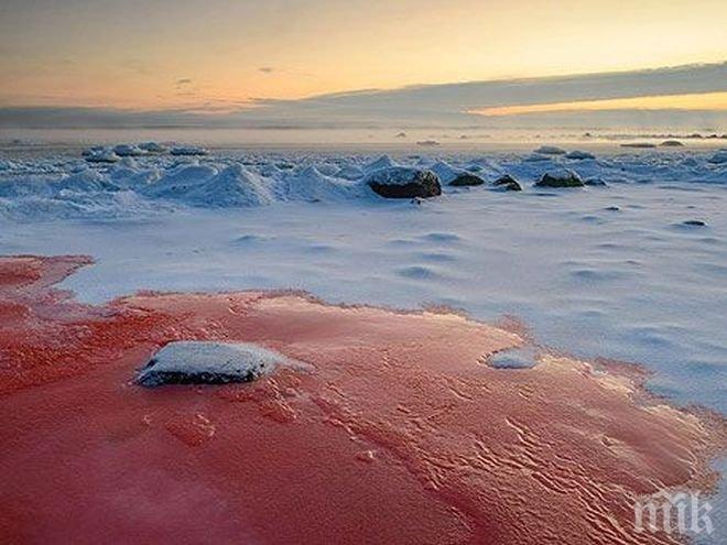 Кървав сняг падна по крайбрежието на Естония