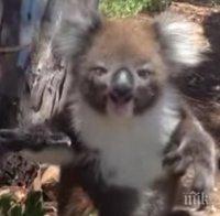 Една коала изхвърля друга от дървото. Когато заснемат реакцията на коалата? Уникално!