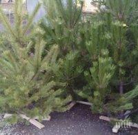 Над 30 елхички дариха варненци на животните в зоокъта, постъпленията продължават (снимки)