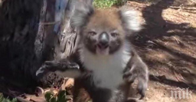 Една коала изхвърля друга от дървото. Когато заснемат реакцията на коалата? Уникално!